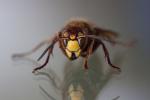 images/recent-photos/European-Hornet-(Vespa Crabro)-[IMG_3041].jpg